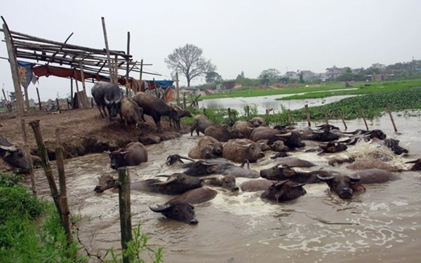Trại trâu tiền tỷ dưới chân cao ốc giữa Hà Nội ảnh 1