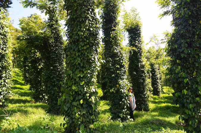 Lại kể chuyện nông nghiệp hữu cơ ảnh 1