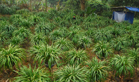 Một góc vườn hoa địa lan Trần Mộng Sa Pa của gia đình ông Nguyễn Văn Minh