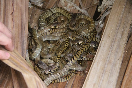 Vào lãnh địa của hàng ngàn con rắn ảnh 5