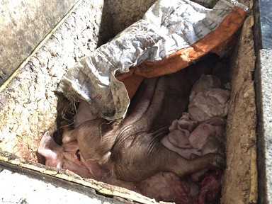 Mua heo bệnh đưa về thành phố tiêu thụ ảnh 1