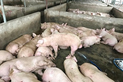  Bị phát hiện bơm nước vào heo, hàng chục người leo rào bỏ trốn ảnh 2