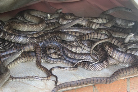 Vào lãnh địa của hàng ngàn con rắn ảnh 3