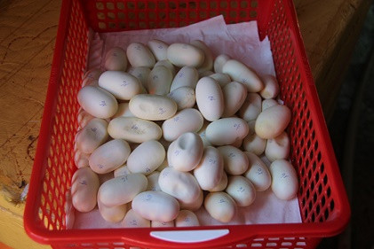 Vào lãnh địa của hàng ngàn con rắn ảnh 4