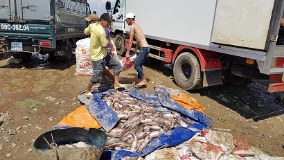 Dân xót xa nhìn hàng trăm tấn cá chết trắng sông La Ngà ảnh 1
