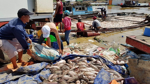 Dân xót xa nhìn hàng trăm tấn cá chết trắng sông La Ngà ảnh 2