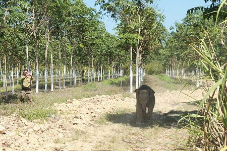  Cận cảnh hàng rào điện ngăn voi quậy phá ở Đồng Nai ảnh 7