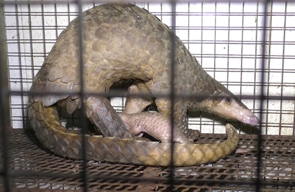 Được giải cứu từ quán ăn, 2 mẹ con tê tê quý hiếm vẫn chết ảnh 1