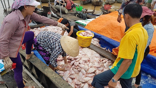 Dân xót xa nhìn hàng trăm tấn cá chết trắng sông La Ngà ảnh 4