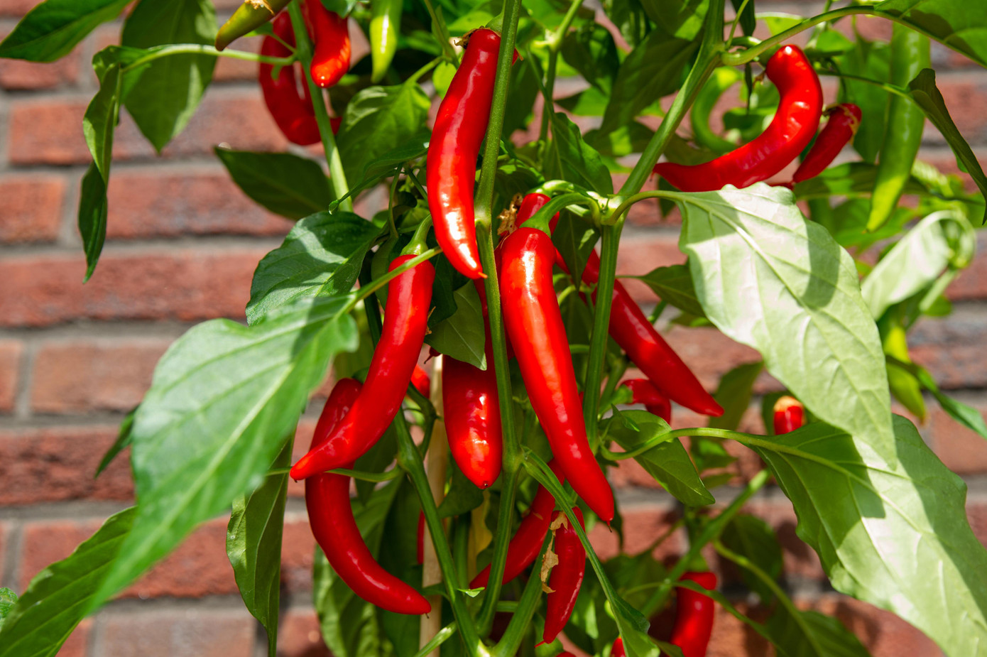 Ớt, thực đơn của tình yêu. Ớt, thực đơn của tình yêu.