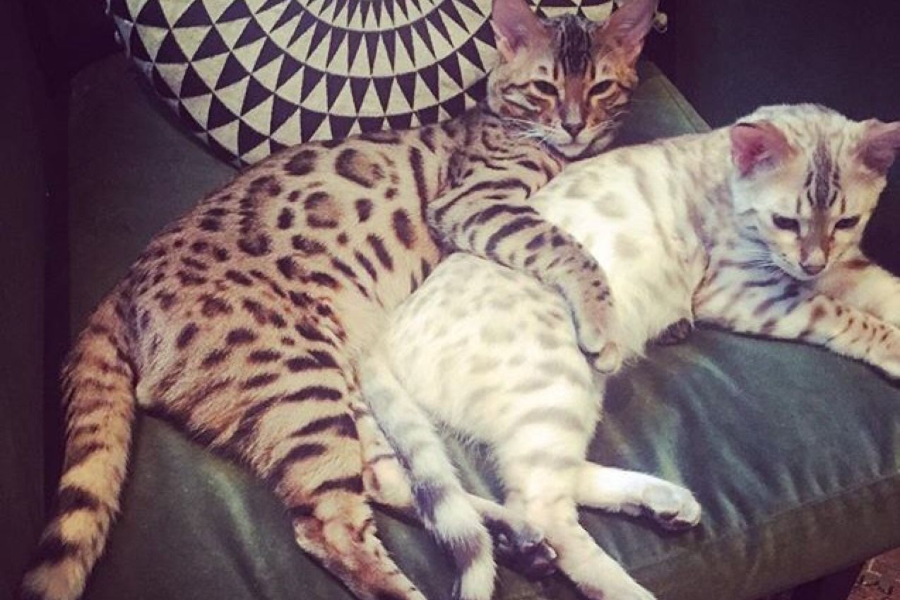 Hai chú mèo thường được xuất hiện trên trang cá nhân của nữ ca sĩ. Hai chú mèo thường được xuất hiện trên trang cá nhân của nữ ca sĩ.