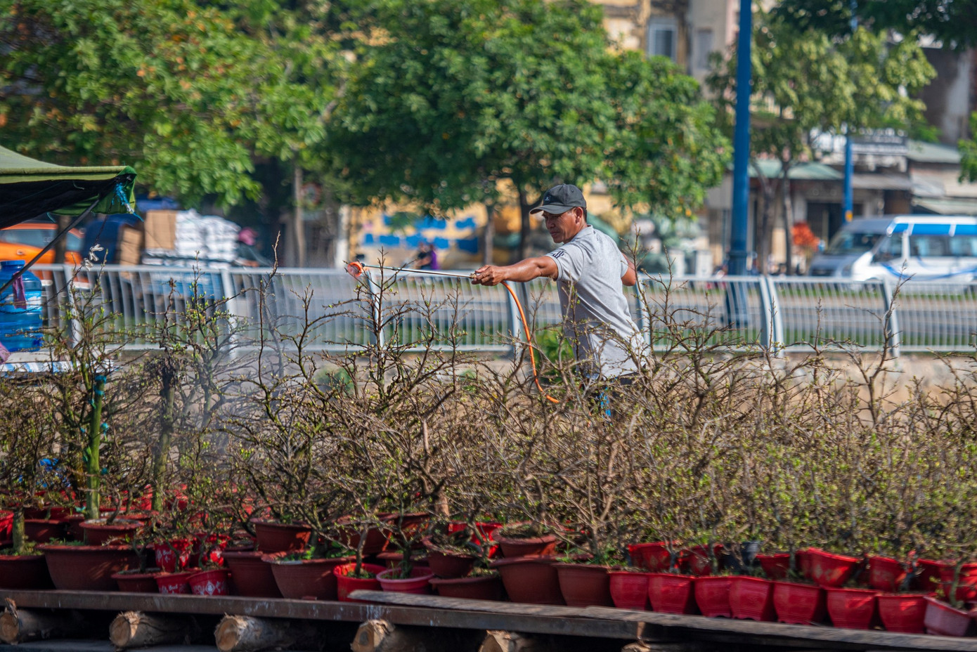 Mai vàng bắt đầu hé nụ chào đón Xuân sang. Ảnh: Đạt Lê