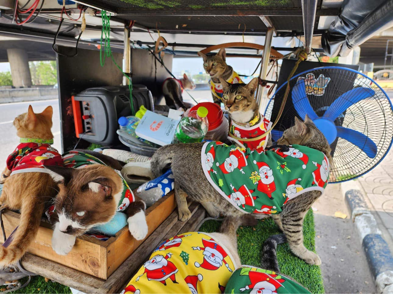 Mỗi chú mèo đều được ông Thepkoh cho “diện” những bộ cánh vô cùng đáng yêu. Ảnh: Kingdom Of Tigers. Mỗi chú mèo đều được ông Thepkoh cho “diện” những bộ cánh vô cùng đáng yêu. Ảnh: Kingdom Of Tigers.