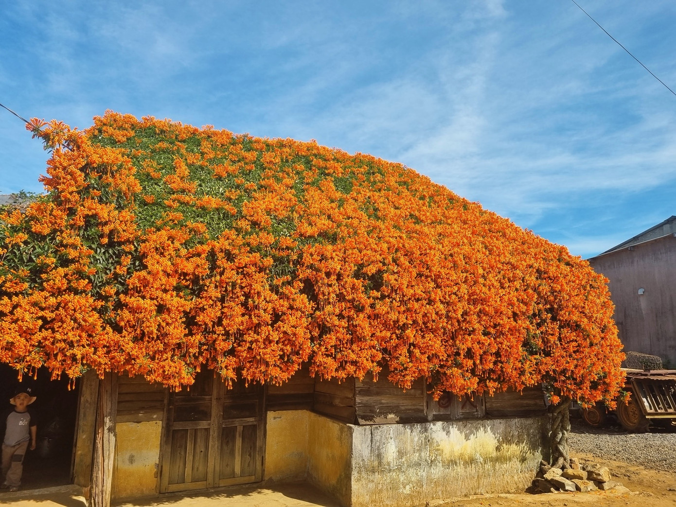 Ngôi nhà phủ đầy hoa xác pháo đẹp như thiên đường. Ảnh: Kim Ngân Bùi
