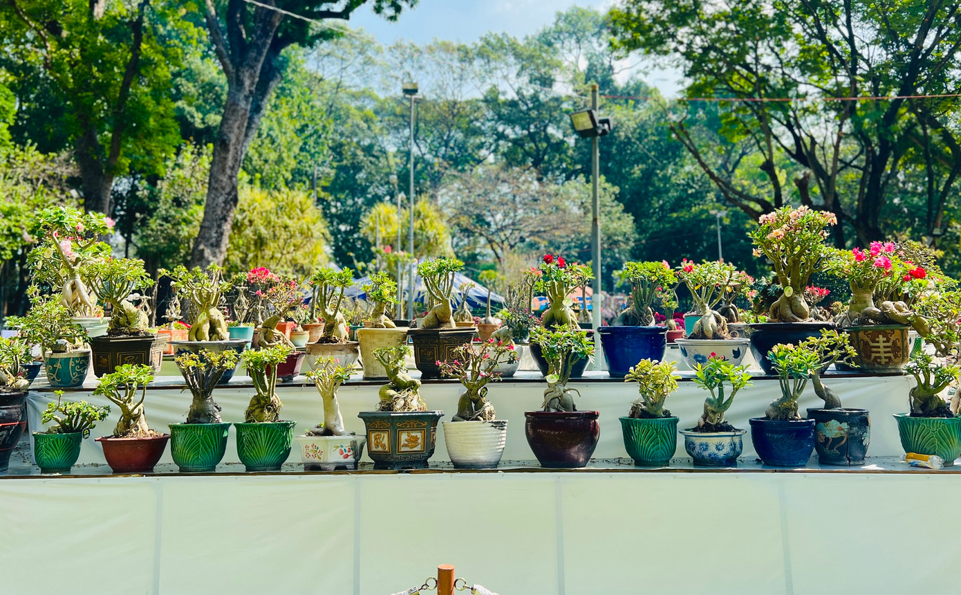 Góp mặt trong hội hoa Xuân có sự điệu đà, gam màu nóng ấm của hoa sứ.