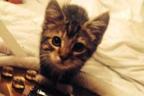 Chú mèo Graham của Ed Sheeran. Chú mèo Graham của Ed Sheeran.