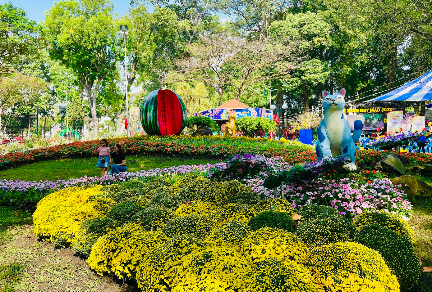 Những chậu cúc vàng tạo thành một thảm hoa rực rỡ, đậm vị Tết.