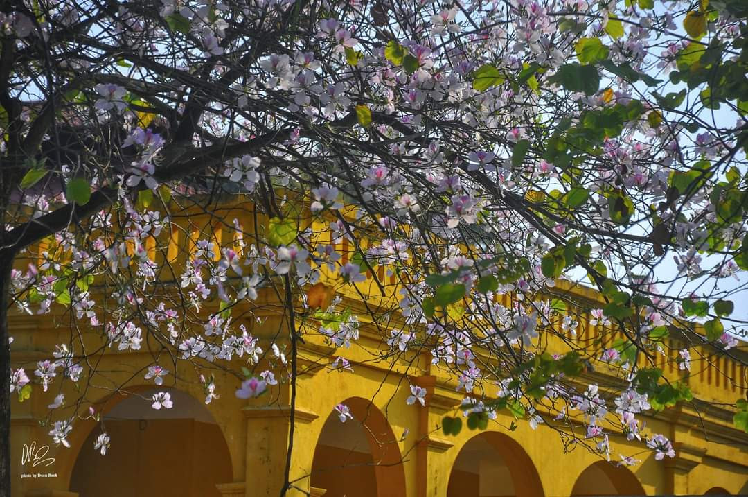 Hoa thường nở vào khoảng tháng 3 và tháng 4 hằng năm, nhưng chỉ mới đầu tháng 2 năm nay, hoa ban đã nở rộ khắp các cung đường. Nguồn: NAG Doan Bach Hoa thường nở vào khoảng tháng 3 và tháng 4 hằng năm, nhưng chỉ mới đầu tháng 2 năm nay, hoa ban đã nở rộ khắp các cung đường. Nguồn: NAG Doan Bach