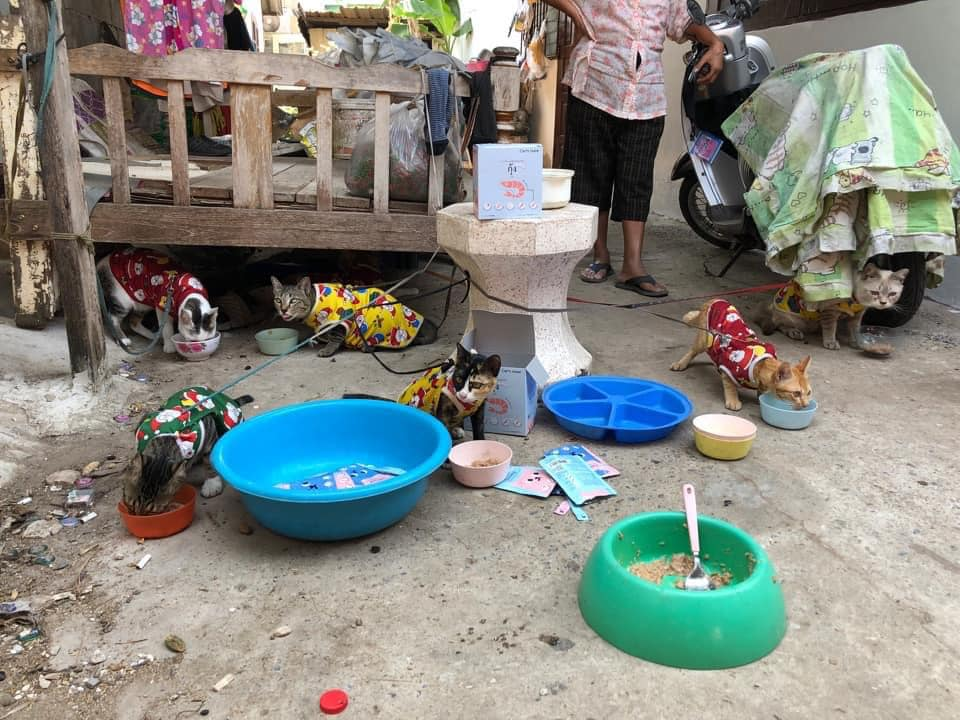 11 chú mèo đã về đến quê nhà của “cha” mình. Ảnh: Kingdom Of Tigers. 11 chú mèo đã về đến quê nhà của “cha” mình. Ảnh: Kingdom Of Tigers.