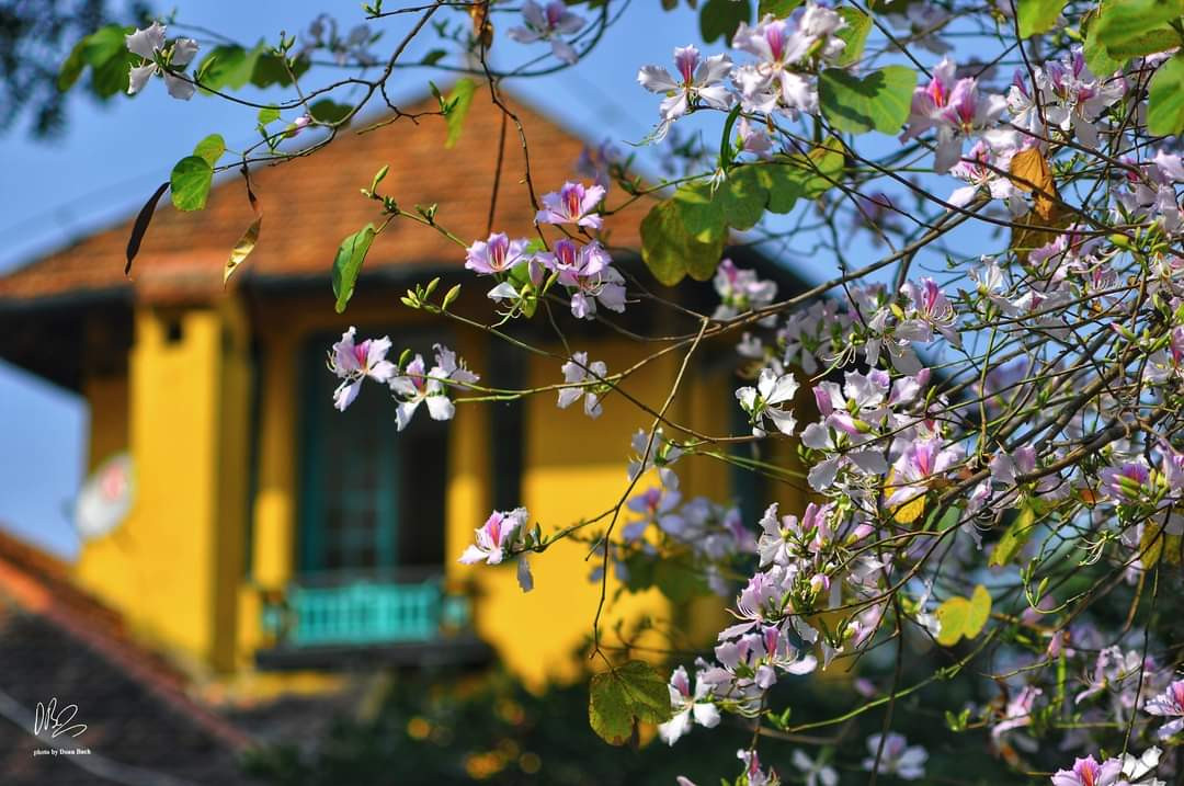 Ghé Hà Nội thời gian này, bạn đừng quên check-in cùng hoa ban nhé! Nguồn: NAG Doan Bach Ghé Hà Nội thời gian này, bạn đừng quên check-in cùng hoa ban nhé! Nguồn: NAG Doan Bach