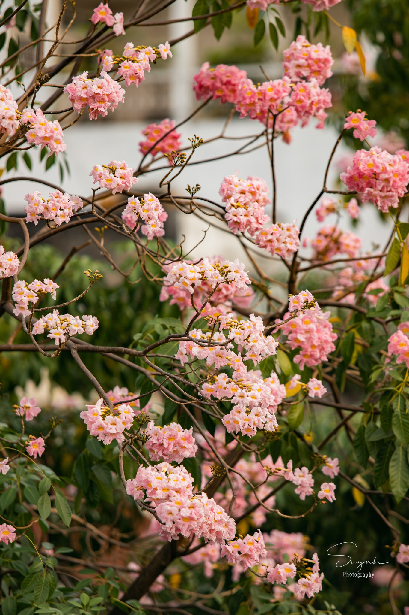 Hoa kèn hồng là một trong những loài hoa đặc trưng của Sài Gòn. Ảnh: Huỳnh Phước Sang