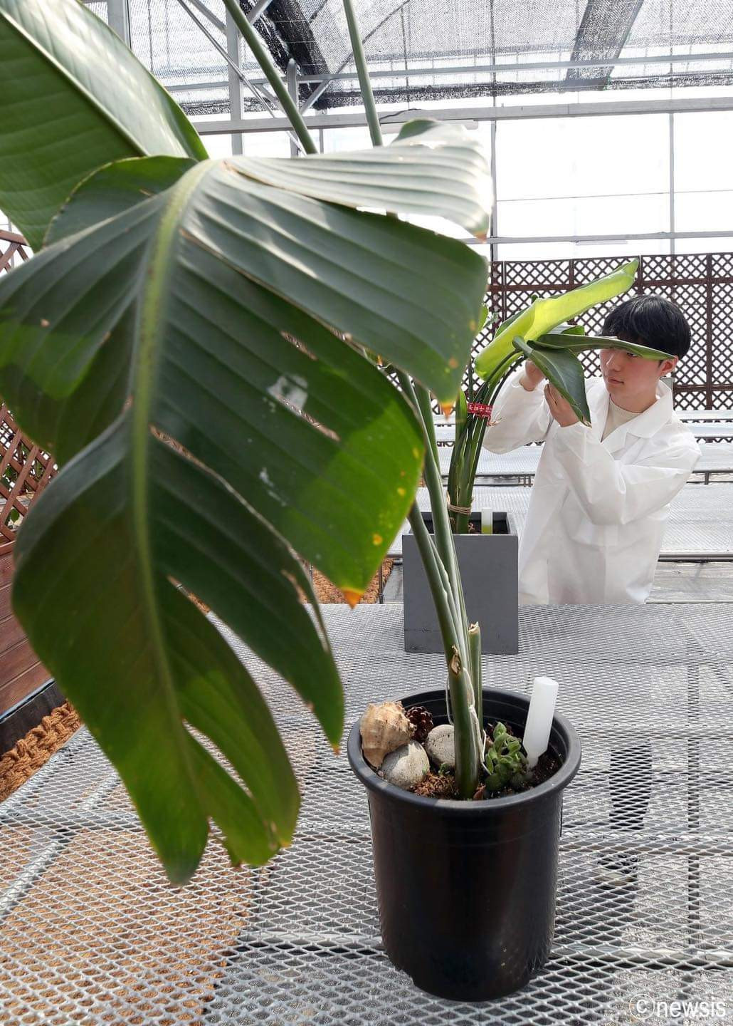 Cây “bị ốm” sẽ được các bác sĩ theo dõi, chăm sóc tận tình. (Ảnh: FB Thông tin Hàn Quốc) Cây “bị ốm” sẽ được các bác sĩ theo dõi, chăm sóc tận tình. (Ảnh: FB Thông tin Hàn Quốc)