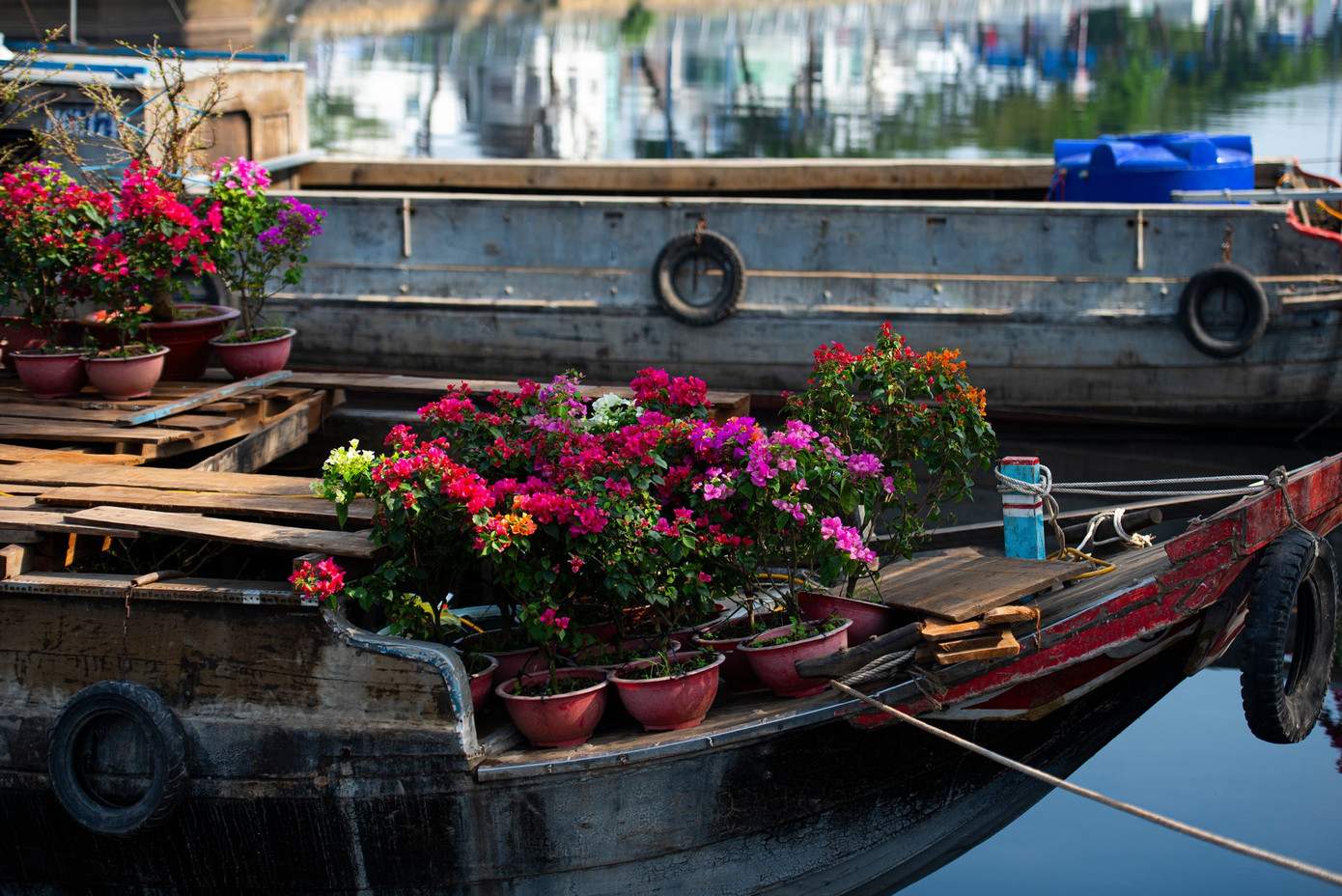 Những chậu hoa cập bến chờ hòa nhập vào không gian chợ hoa đầu năm. Ảnh: Đạt Lê