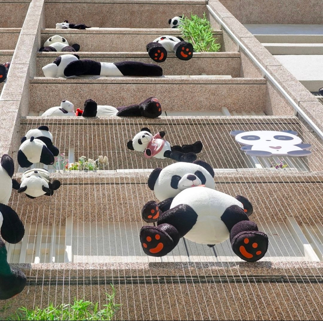 Những chú gấu trúc khiến ai cũng muốn "bắt" về nhà "nuôi". Nguồn: @chinadailynews