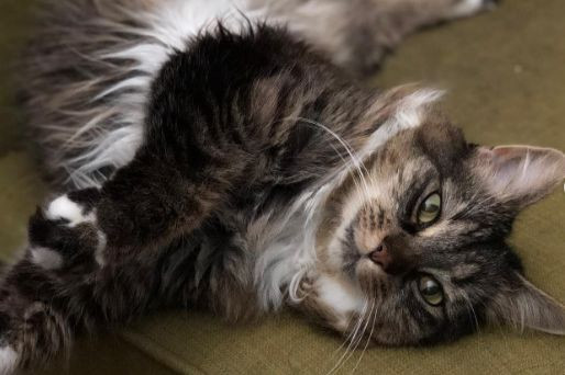 Katy Perry đã chia sẻ câu chuyện đầy xúc động khi Kitty qua đời và tung bộ ảnh tuyệt đẹp của Kitty. Katy Perry đã chia sẻ câu chuyện đầy xúc động khi Kitty qua đời và tung bộ ảnh tuyệt đẹp của Kitty.