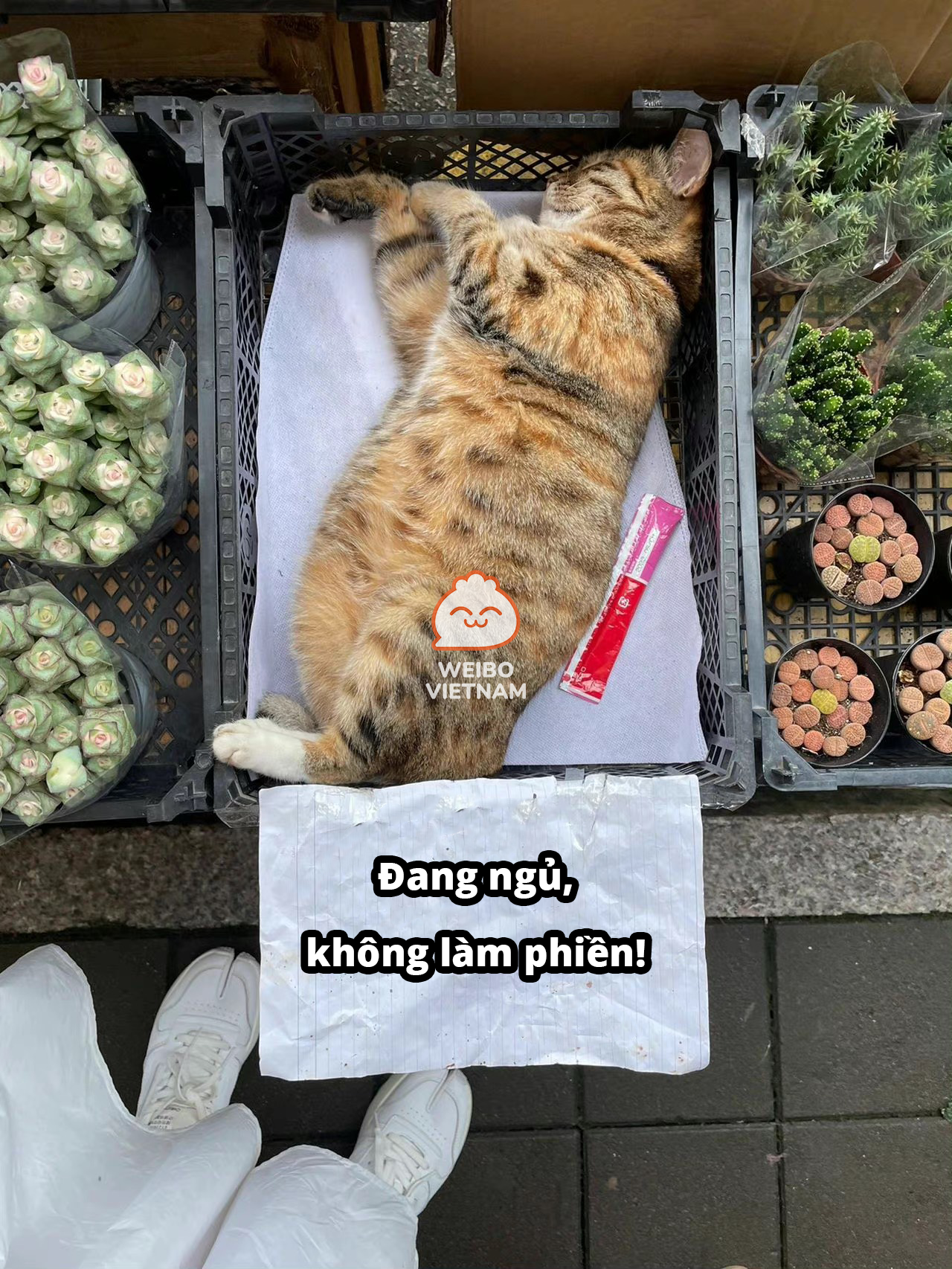 Một "chiếc" mèo ai cũng muốn làm phiền vì quá đáng yêu. Nguồn: Weibo Việt Nam Một "chiếc" mèo ai cũng muốn làm phiền vì quá đáng yêu. Nguồn: Weibo Việt Nam