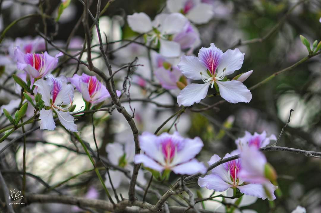 Hoa ban trắng "pha" sắc tím khiến giới trẻ xiêu lòng vì quá thơ. Nguồn: NAG Doan Bach Hoa ban trắng "pha" sắc tím khiến giới trẻ xiêu lòng vì quá thơ. Nguồn: NAG Doan Bach