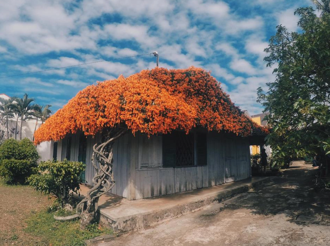 Trước khi giàn hoa được bán, ngôi nhà này từng khiến nhiều người "lịm tim" vì vẻ đẹp mê hồn, thơ mộng. Ảnh: Internet