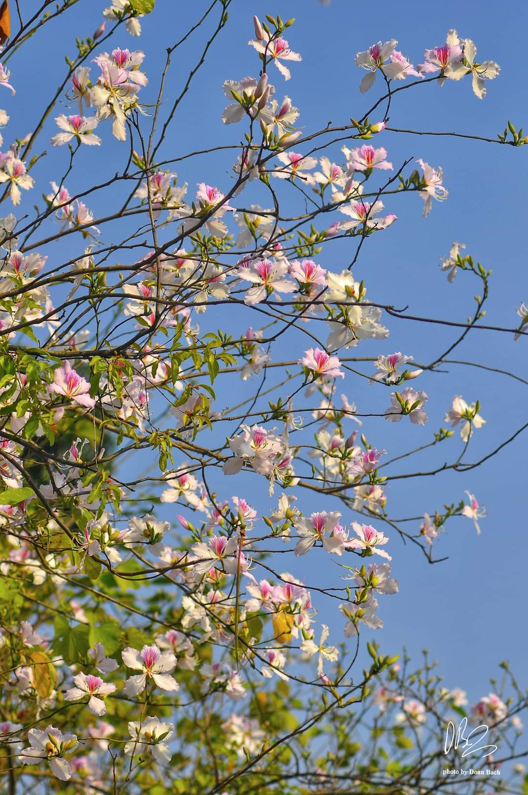 Ai cũng muốn chiêm ngưỡng vẻ đẹp tinh khôi của loài hoa này. Nguồn: NAG Doan Bach Ai cũng muốn chiêm ngưỡng vẻ đẹp tinh khôi của loài hoa này. Nguồn: NAG Doan Bach