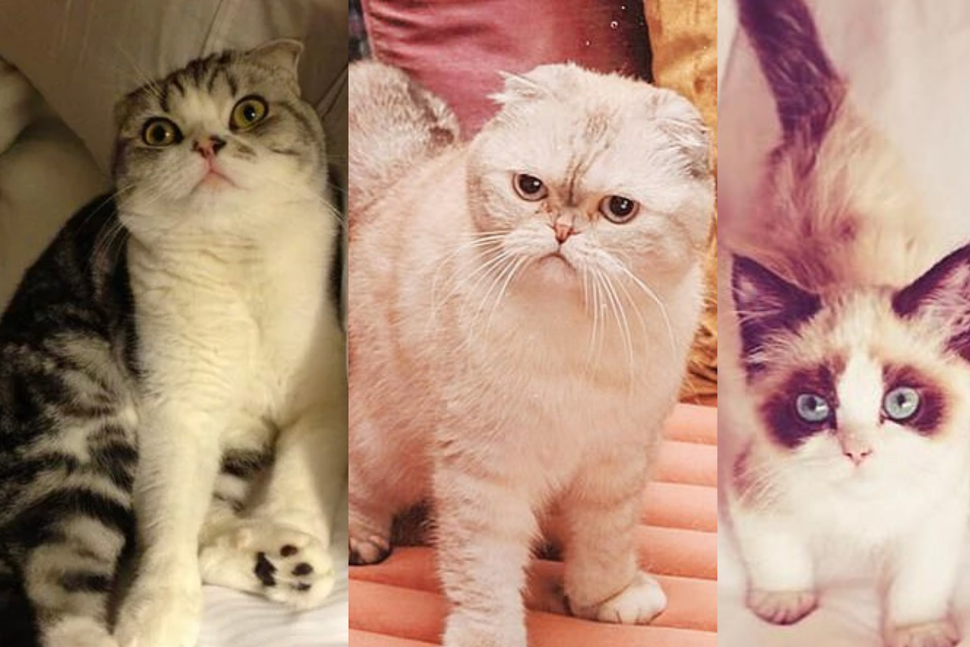 Ba chú mèo của Taylor: Meredith, Olivia và Benjamin (từ trái sang phải). Ba chú mèo của Taylor: Meredith, Olivia và Benjamin (từ trái sang phải).