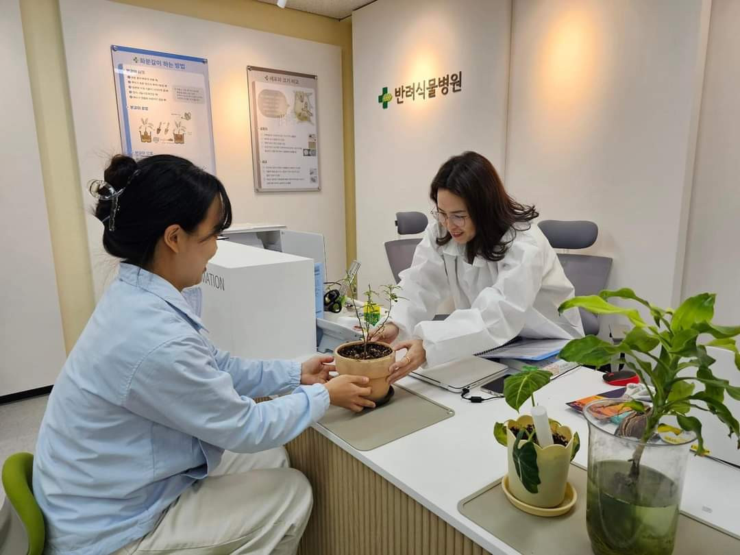 Sau khi “khỏi bệnh”, cây xanh sẽ được “xuất viện” trở về với chủ nhân. (Ảnh: FB Thông tin Hàn Quốc) Sau khi “khỏi bệnh”, cây xanh sẽ được “xuất viện” trở về với chủ nhân. (Ảnh: FB Thông tin Hàn Quốc)