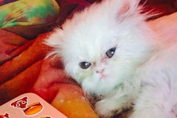 Sự đáng yêu của Shanti gây bão mạng xã hội. Sự đáng yêu của Shanti gây bão mạng xã hội.