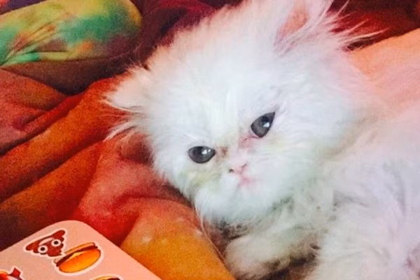 Sự đáng yêu của Shanti gây bão mạng xã hội.
