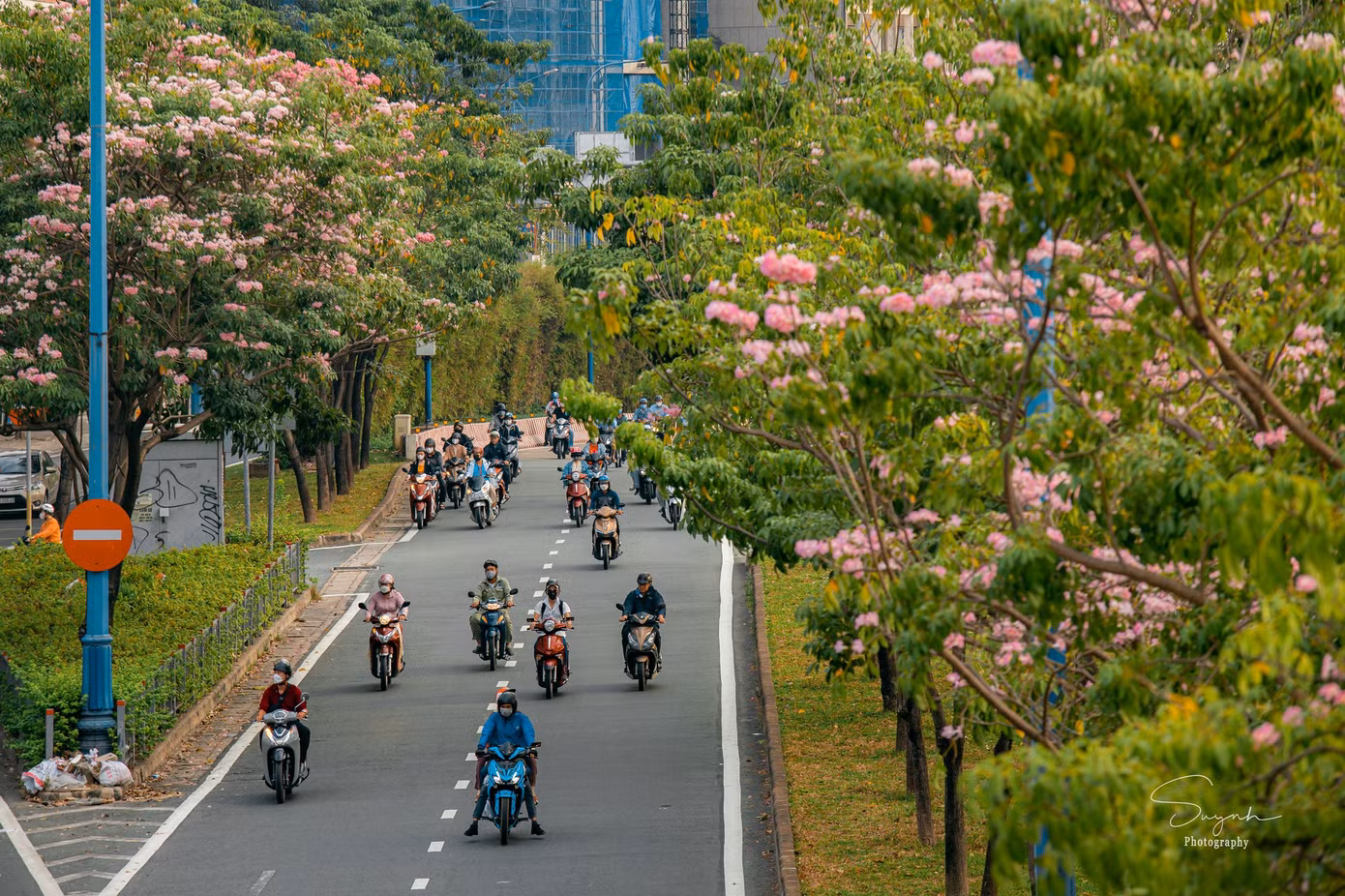 Phố thị khoác lên mình tấm áo mới với sắc kèn hồng rực rỡ. Ảnh: Huỳnh Tấn Sang