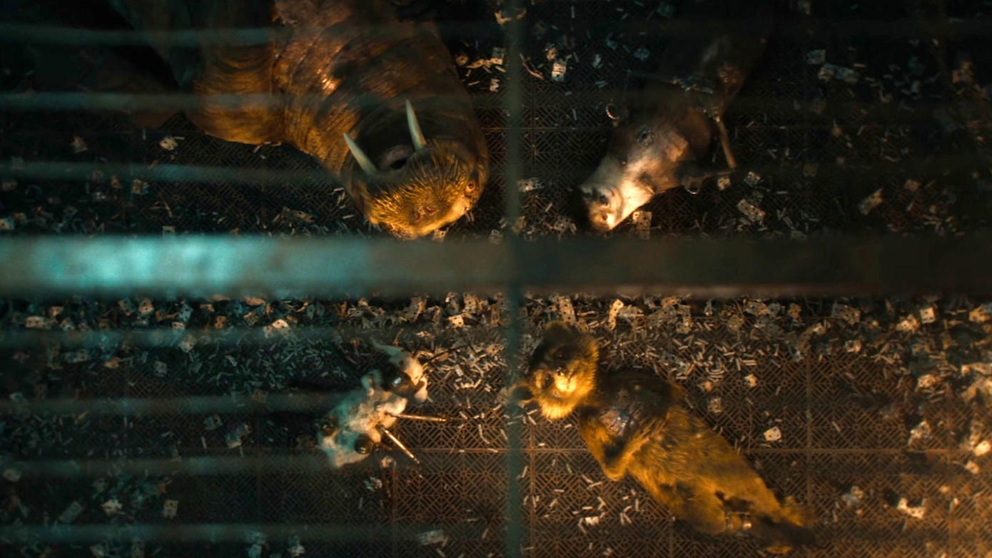 Những người bạn mà gấu mèo Rocket đã quen biết khi bị giam giữ làm vật thí nghiệm của High Evolutionary bao gồm hải mã Teefs, thỏ Floor và đặc biệt là rái cá Lylla.