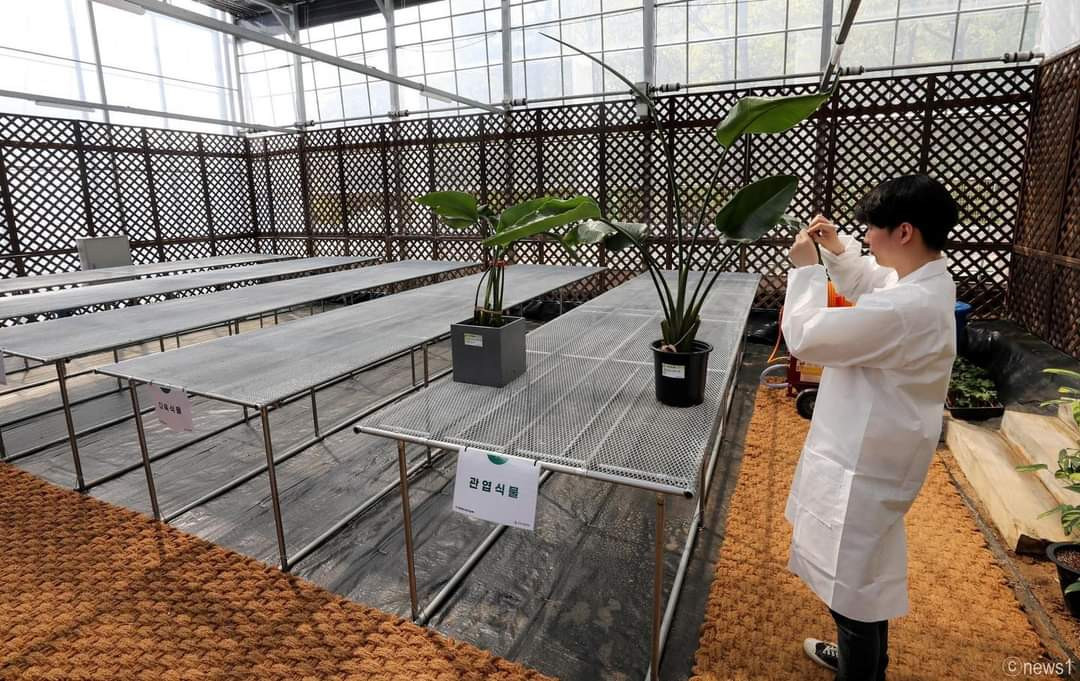 Không gian tại bệnh viện cây ở Hàn Quốc. (Ảnh: FB Thông tin Hàn Quốc) Không gian tại bệnh viện cây ở Hàn Quốc. (Ảnh: FB Thông tin Hàn Quốc)