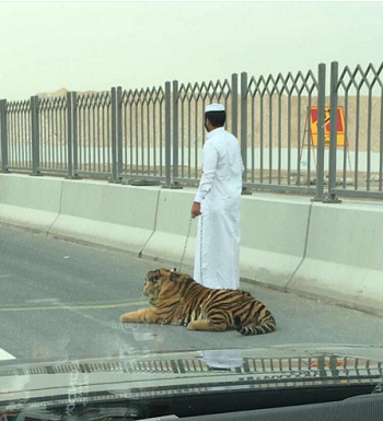 Kinh ngạc chứng kiến hổ đi dạo trên cao tốc Qatar ảnh 1