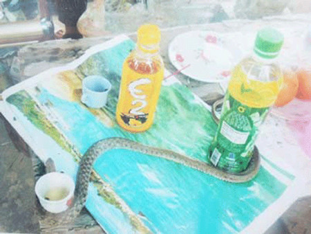 "Ngài" rắn sống bằng nước C2, cam tươi vắt và bột ngũ cốc dinh dưỡng . "Ngài" rắn sống bằng nước C2, cam tươi vắt và bột ngũ cốc dinh dưỡng .