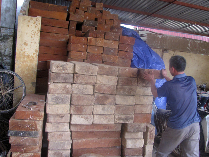 Gỗ lậu bị lực lượng kiểm lâm phát hiện, thu giữ ở Hạt kiểm lâm Khu bảo tồn thiên nhiên Thần Sa – Phượng Hoàng. Ảnh: Tuấn Nguyễn.