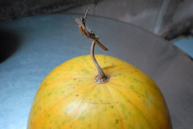 Gần 1 năm, trái dưa vẫn tươi xanh, chỉ có phần cuống bị khô