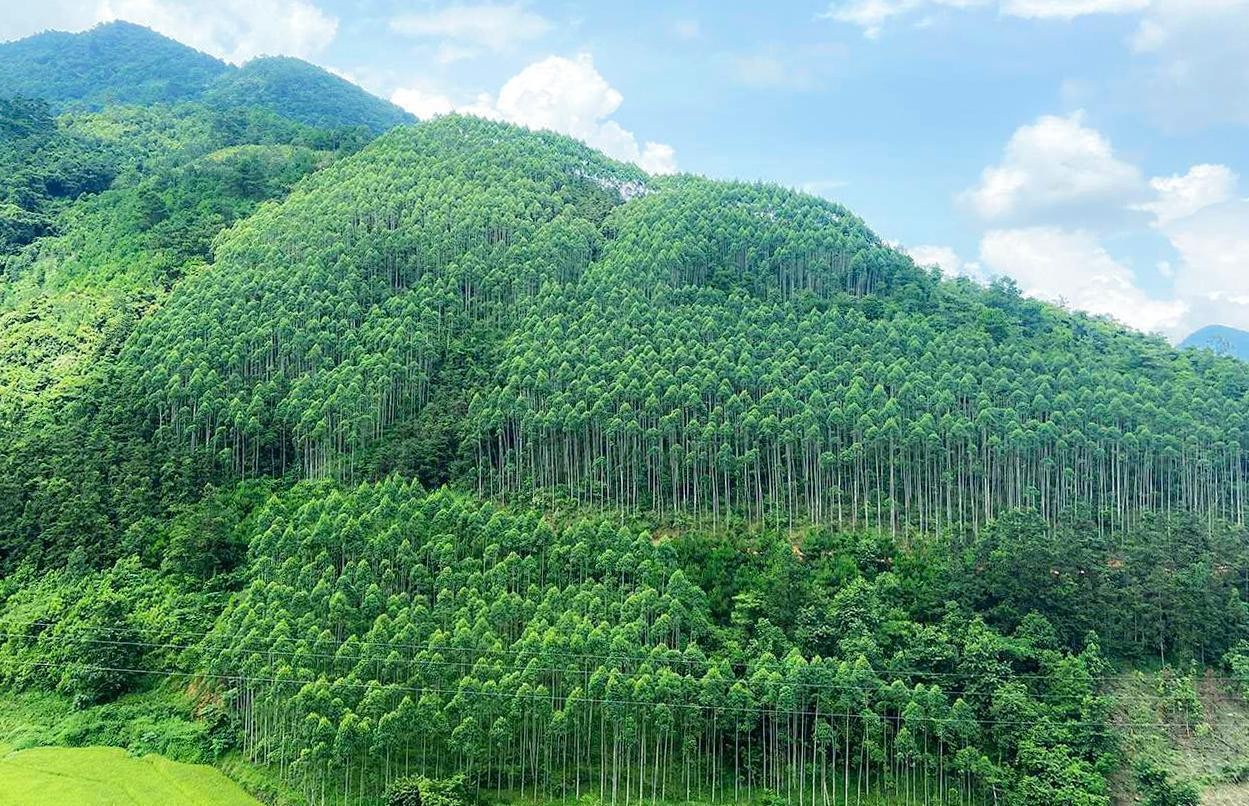 Bình Định xin tạm dừng chuyển đất rừng làm dự án gang thép 56.000 tỷ đồng. Bình Định xin tạm dừng chuyển đất rừng làm dự án gang thép 56.000 tỷ đồng.