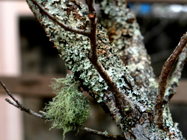 Thân cây đào lâu năm xuất hiện rêu mốc