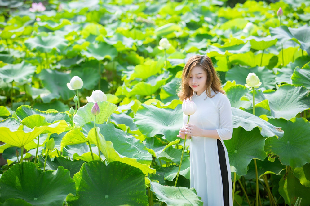 Sen Tây Hồ nở rộ, đẹp lung linh níu chân du khách ảnh 7