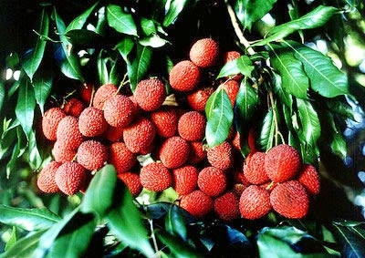 . Ảnh: minh họa - Internet