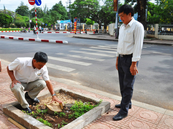 Gốc sưa mới bị cưa trộm ở ngã tư Y Ngông-Lê Hồng Phong, TP Buôn Ma Thuột