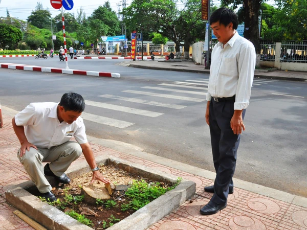 Gốc sưa mới bị cưa trộm ở ngã tư Y Ngông-Lê Hồng Phong, TP Buôn Ma Thuột